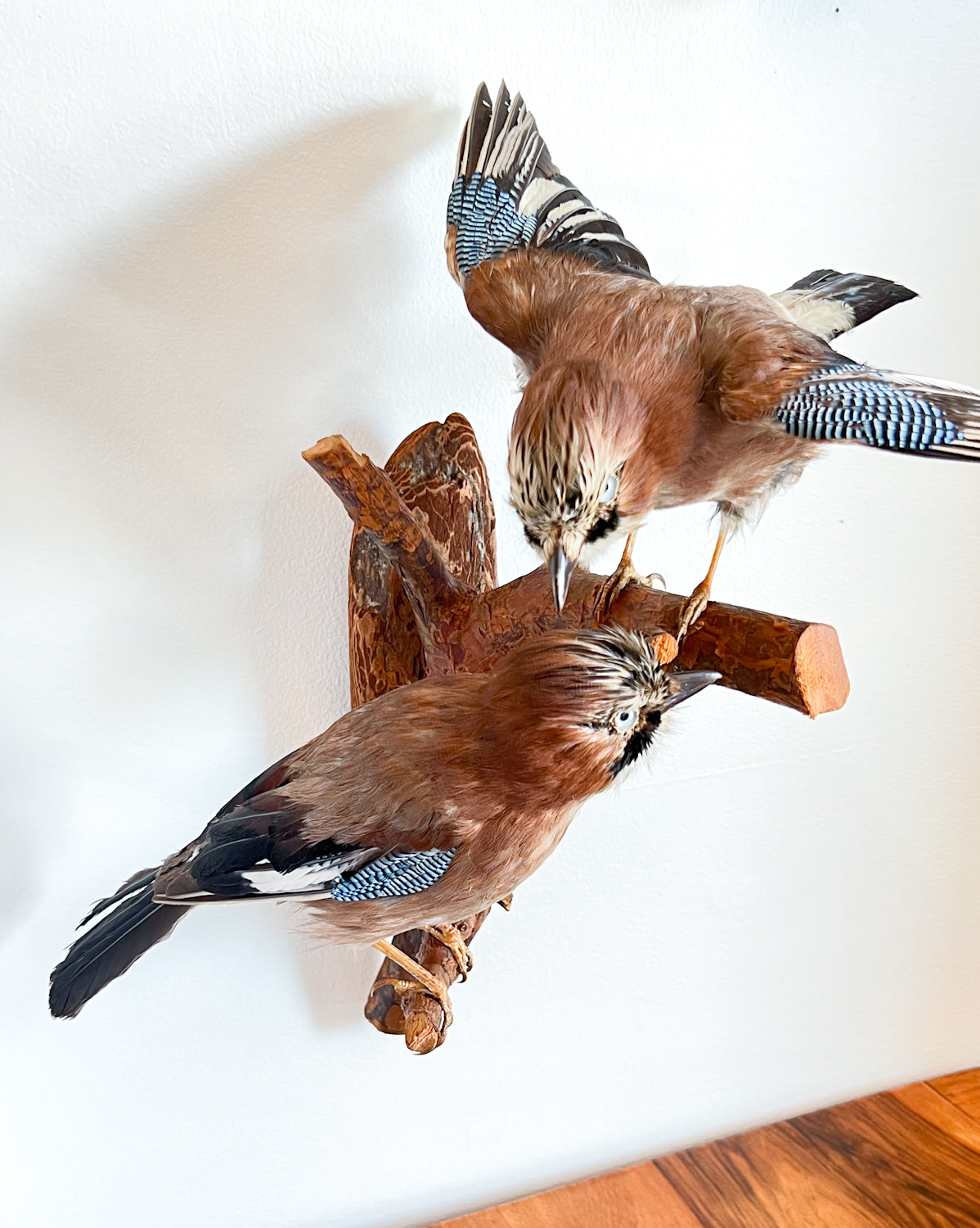 Charming Pair of Taxidermy Eurasian Jays
