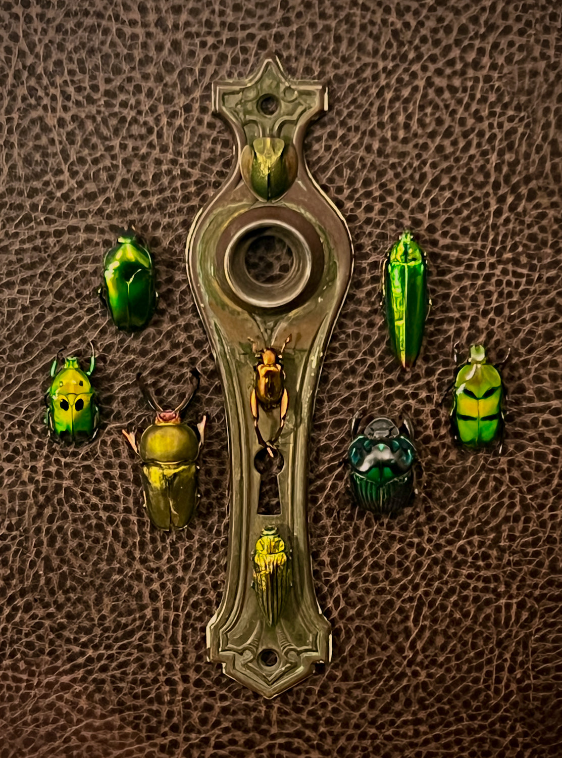 Vintage Shadow Box Frame with Reclaimed Jewel Beetles