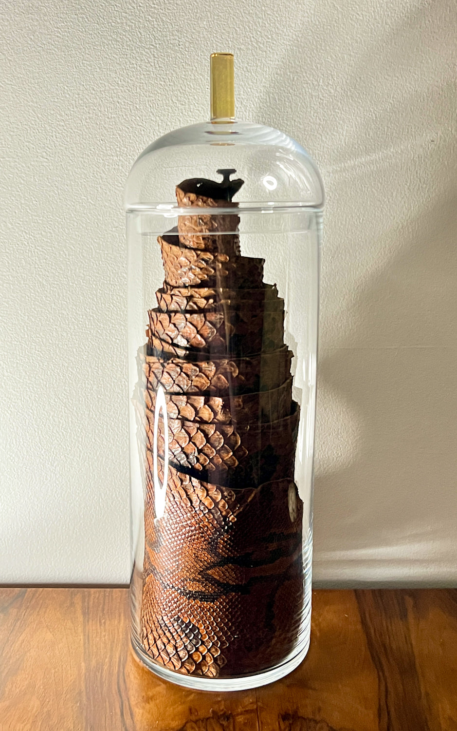 African Rock Python Tanned Skin, 10' Long, in Beautiful Display Jar