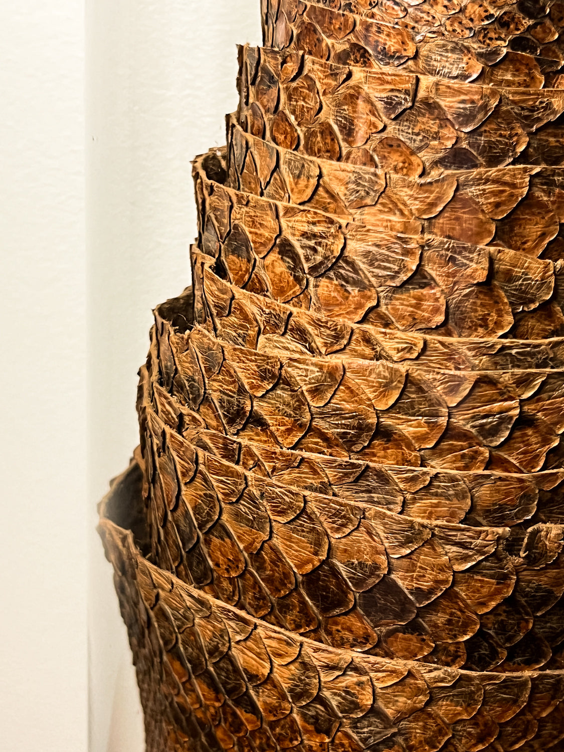 African Rock Python Tanned Skin, 10' Long, in Beautiful Display Jar
