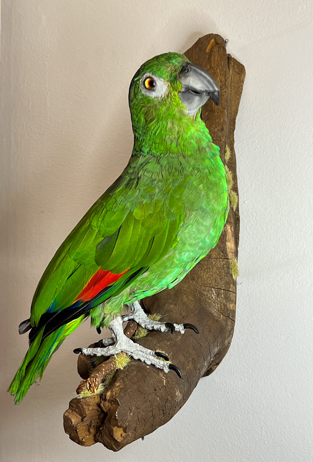 Fabulous Restored Taxidermy Amazon Parrot