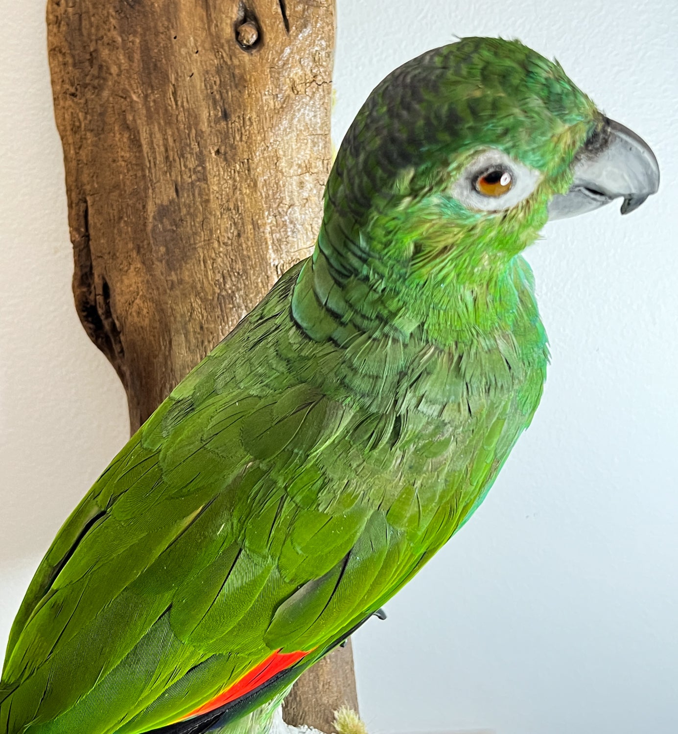 Fabulous Restored Taxidermy Amazon Parrot