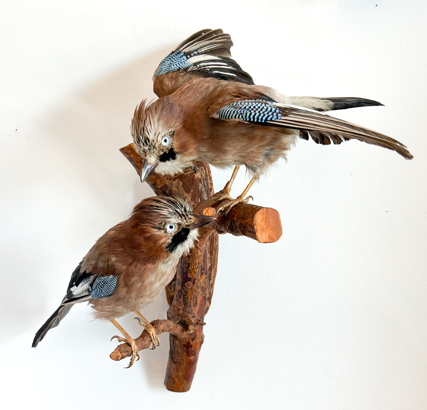 Charming Pair of Taxidermy Eurasian Jays