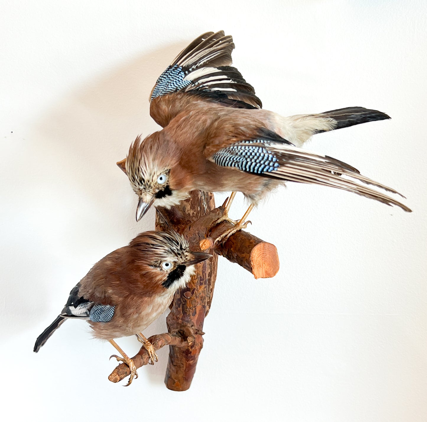 Charming Pair of Taxidermy Eurasian Jays