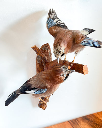 Charming Pair of Taxidermy Eurasian Jays