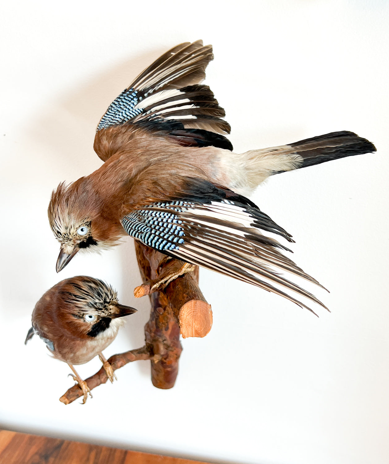 Charming Pair of Taxidermy Eurasian Jays