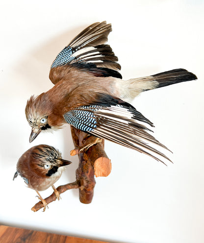Charming Pair of Taxidermy Eurasian Jays