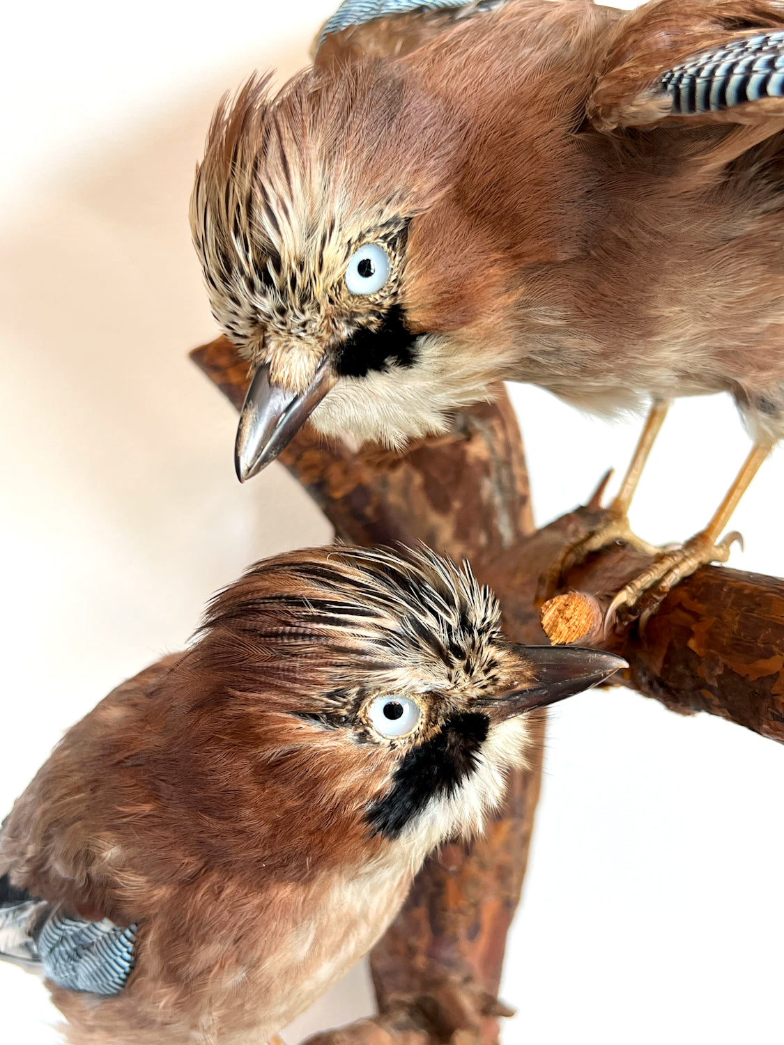 Charming Pair of Taxidermy Eurasian Jays