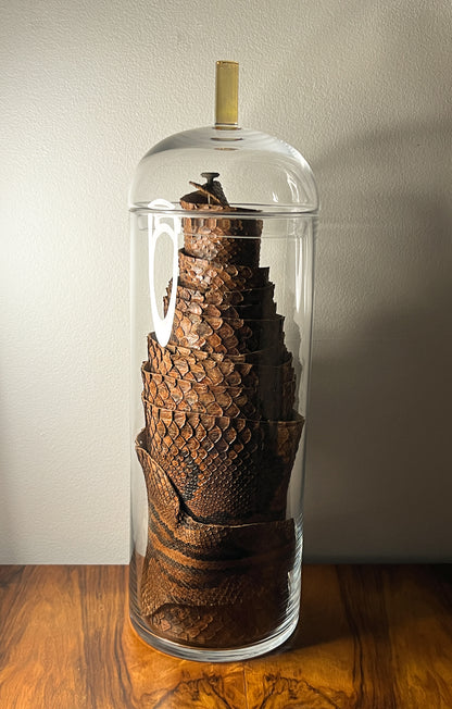 African Rock Python Tanned Skin, 10' Long, in Beautiful Display Jar