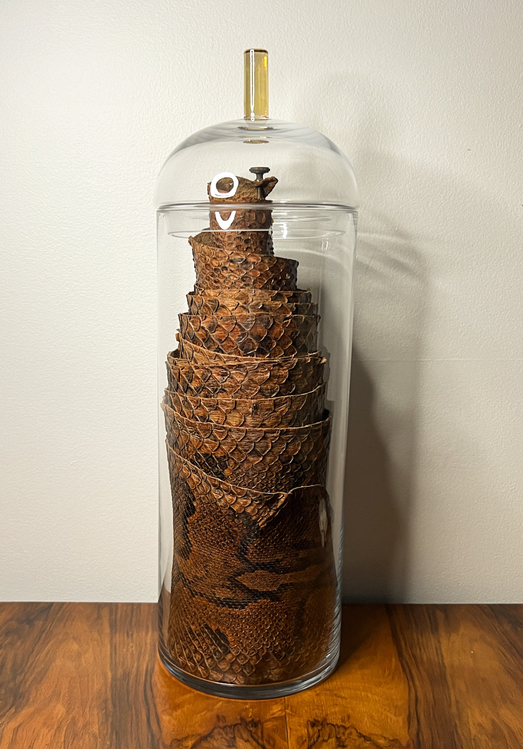 African Rock Python Tanned Skin, 10' Long, in Beautiful Display Jar