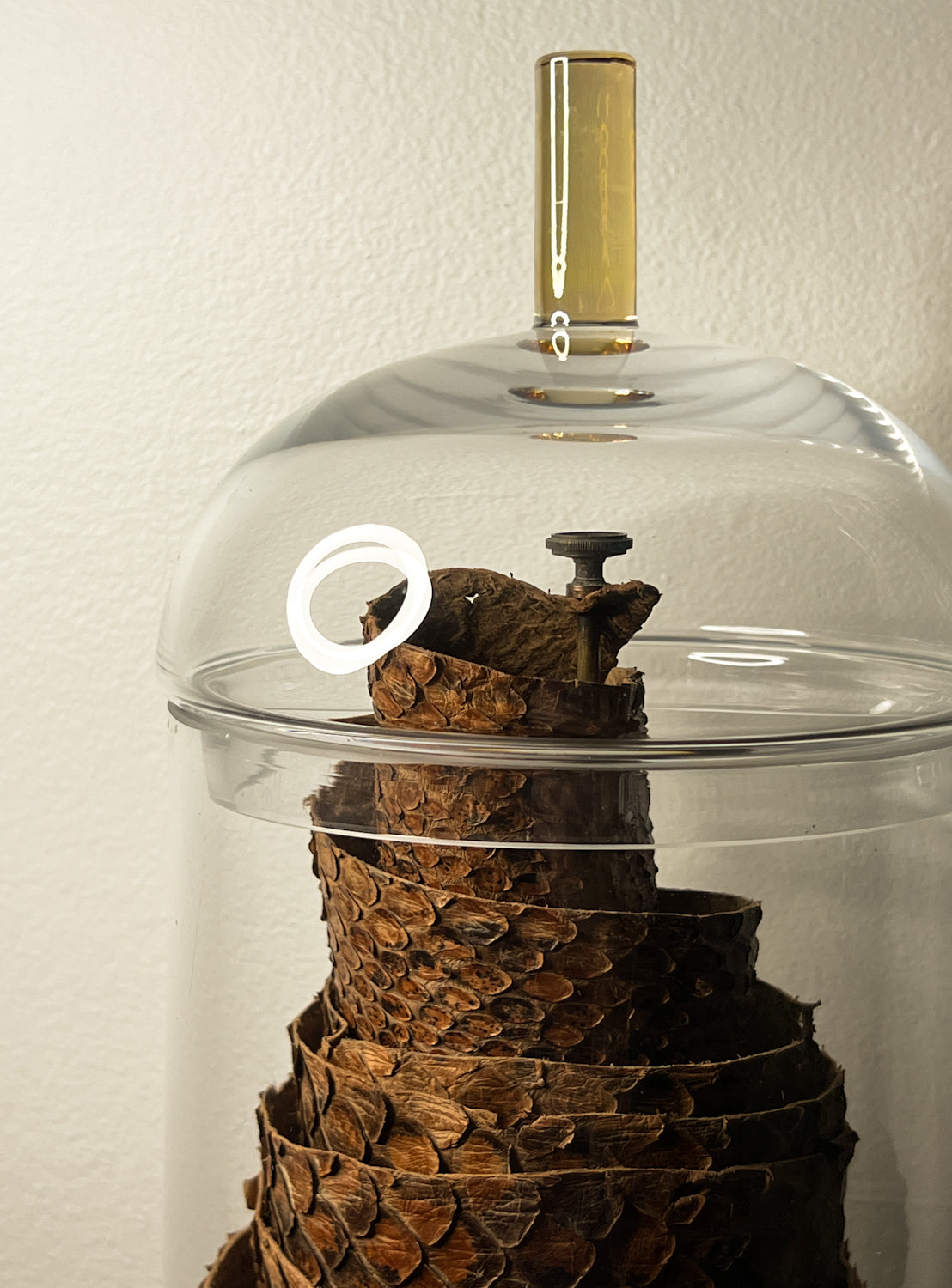 African Rock Python Tanned Skin, 10' Long, in Beautiful Display Jar