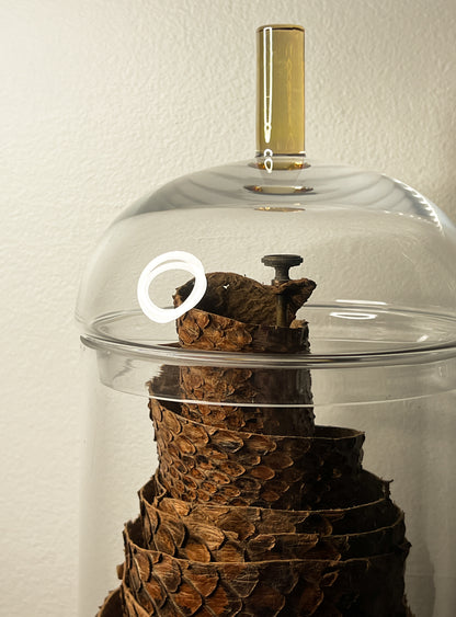 African Rock Python Tanned Skin, 10' Long, in Beautiful Display Jar