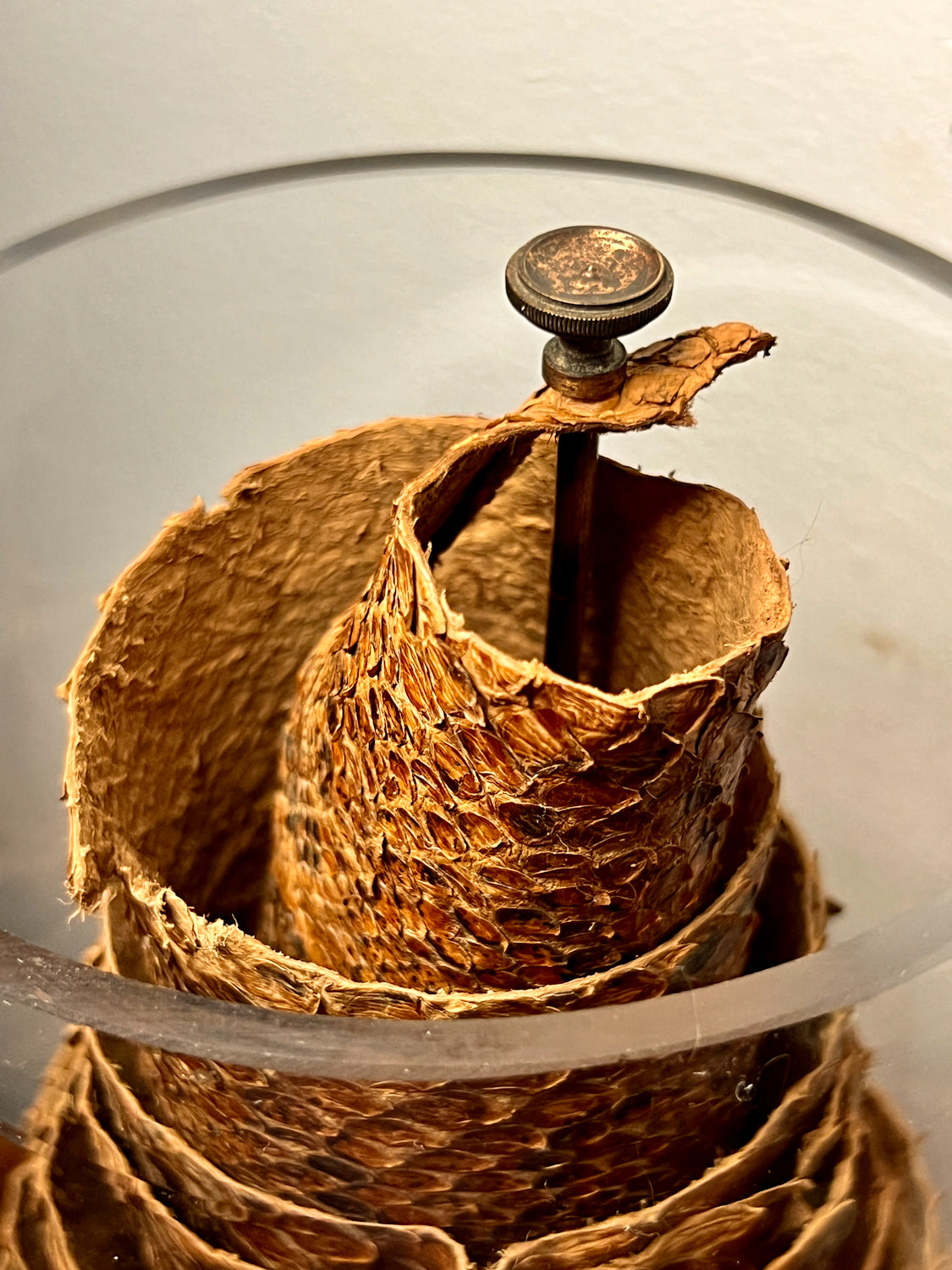African Rock Python Tanned Skin, 10' Long, in Beautiful Display Jar