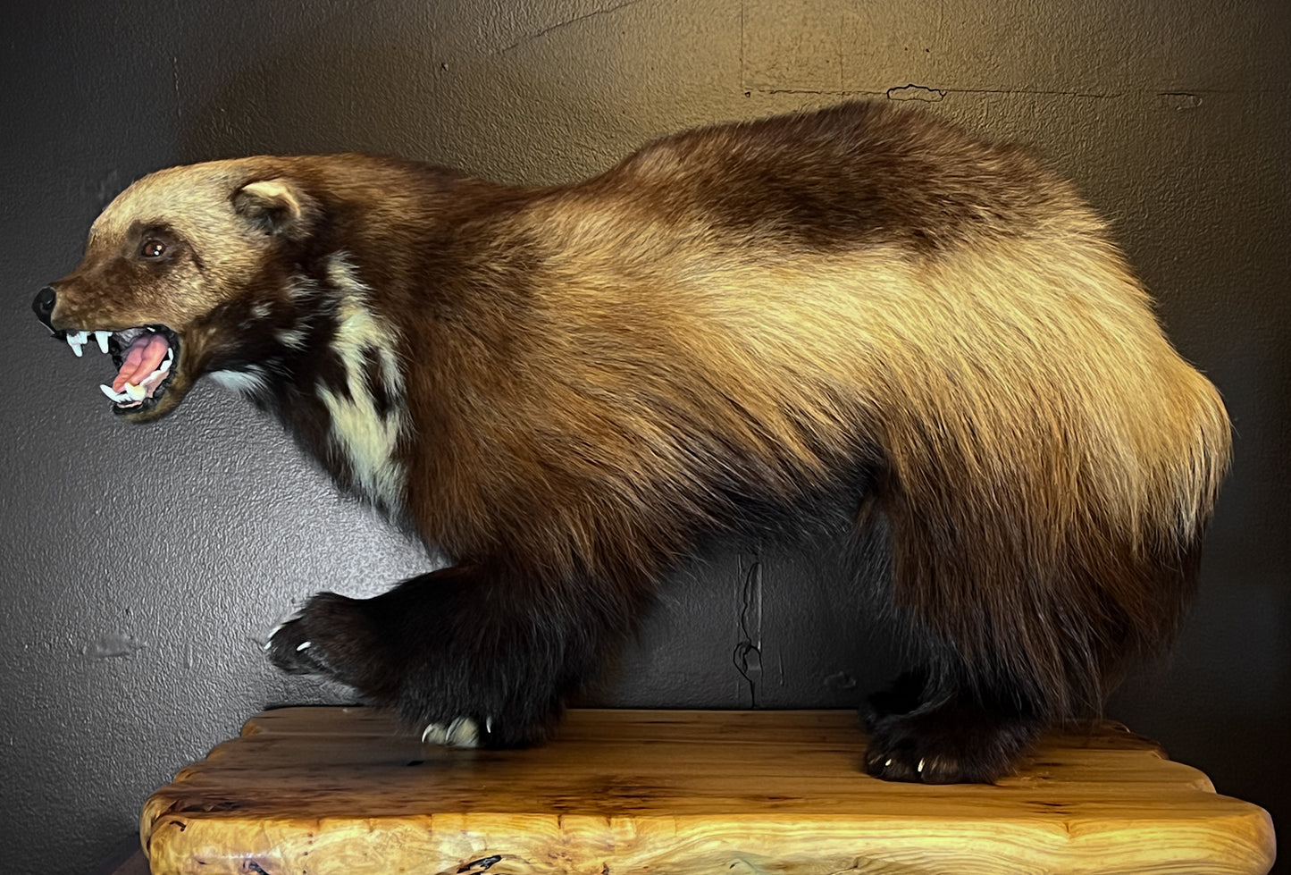 Gorgeous Restored Taxidermy Wolverine