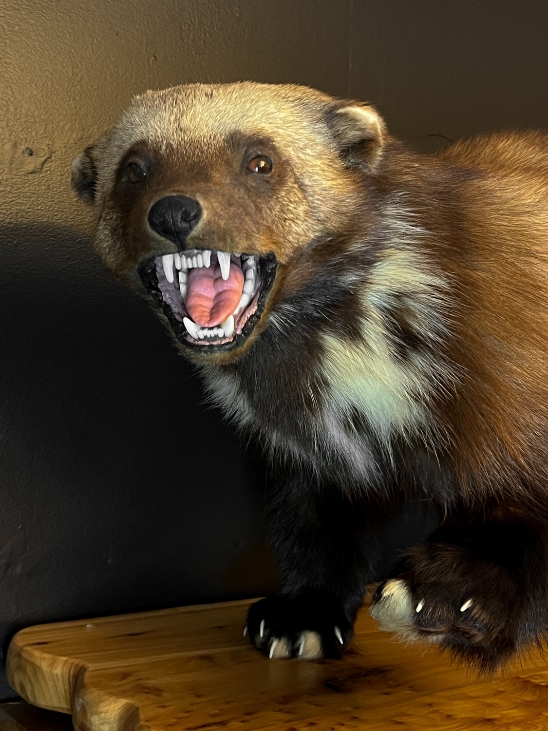 Gorgeous Restored Taxidermy Wolverine