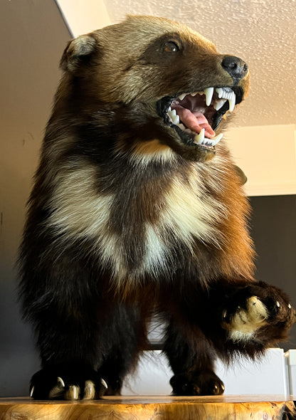 Gorgeous Restored Taxidermy Wolverine