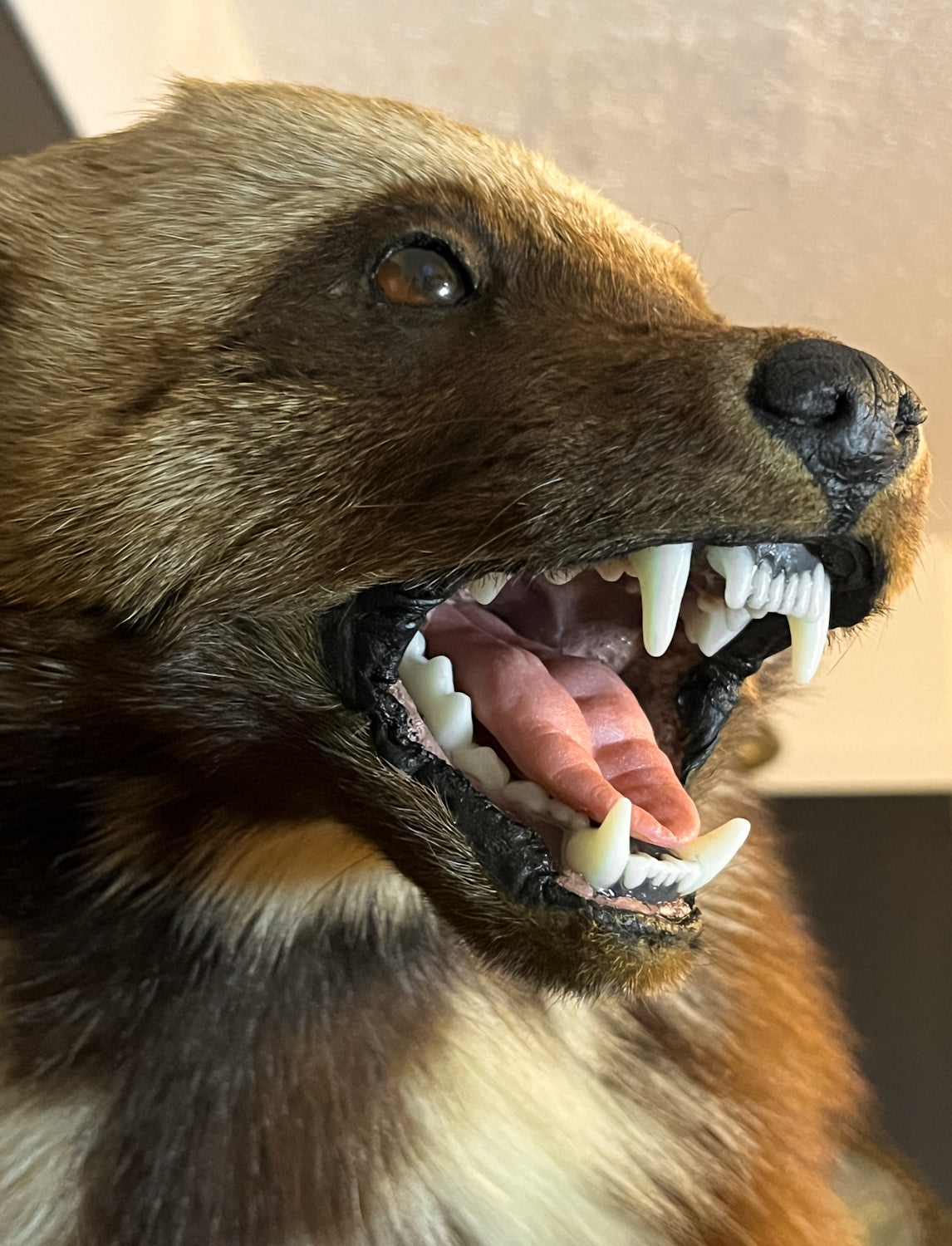 Gorgeous Restored Taxidermy Wolverine
