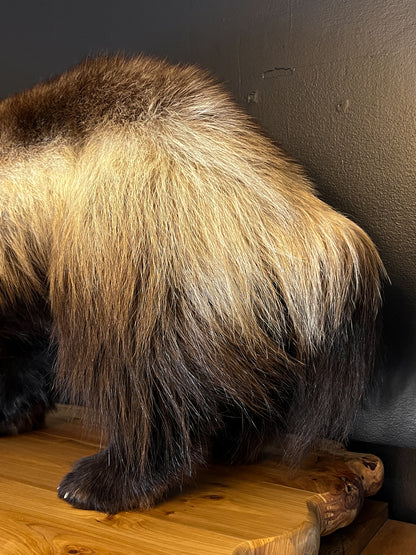 Gorgeous Restored Taxidermy Wolverine
