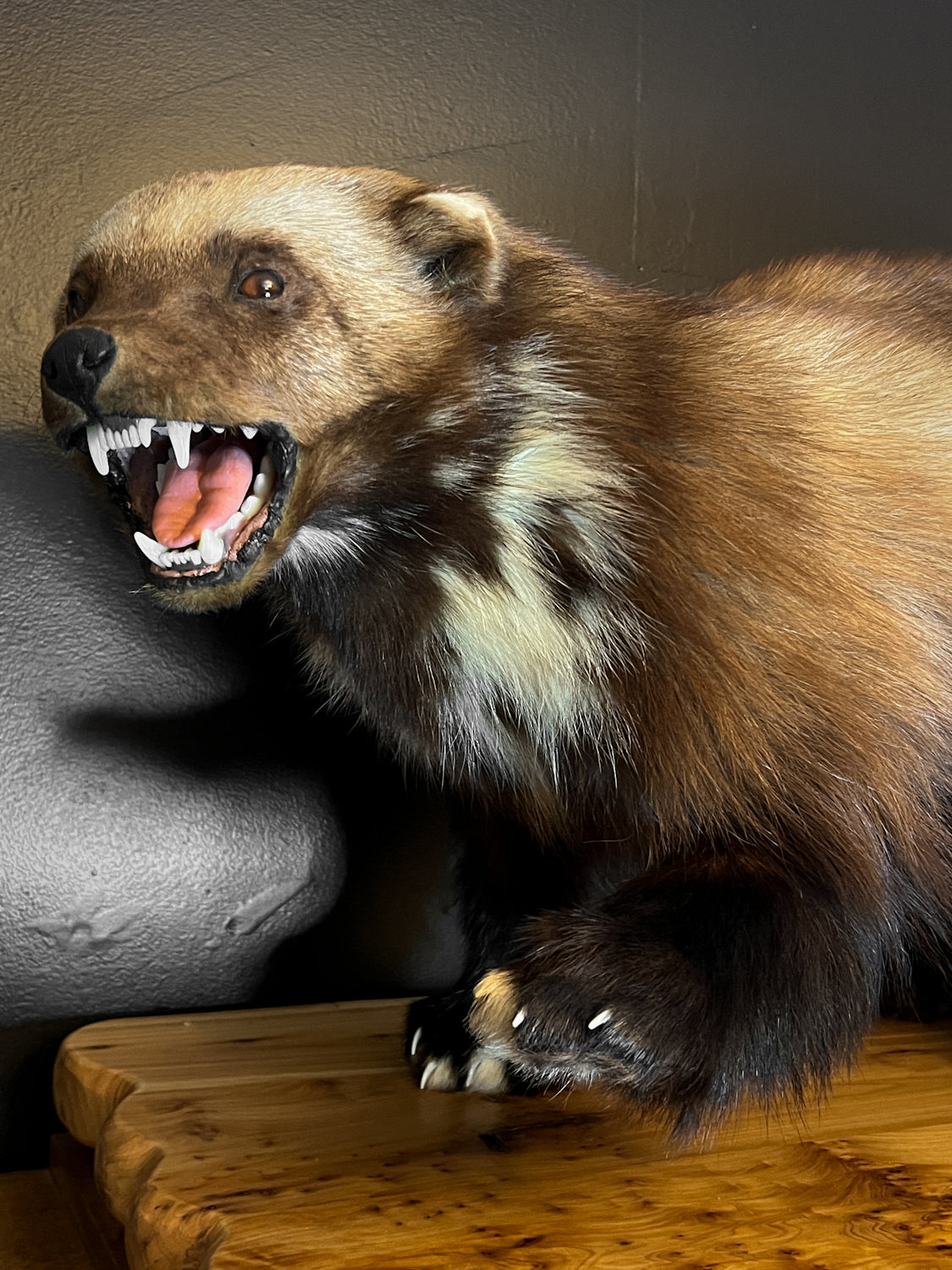 Gorgeous Restored Taxidermy Wolverine