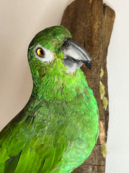 Fabulous Restored Taxidermy Amazon Parrot