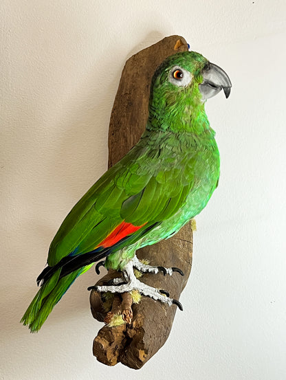 Fabulous Restored Taxidermy Amazon Parrot