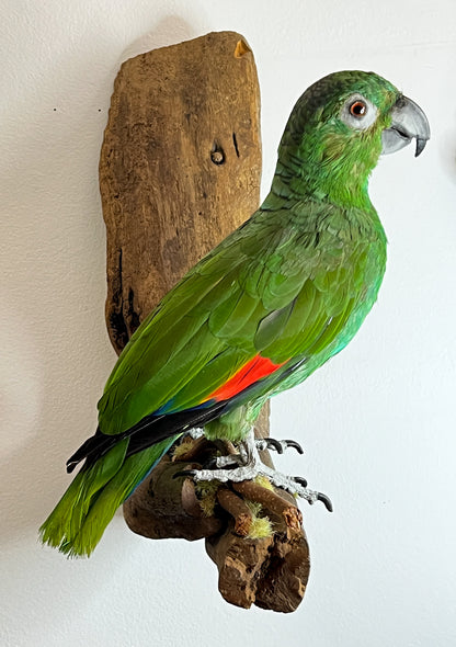 Fabulous Restored Taxidermy Amazon Parrot