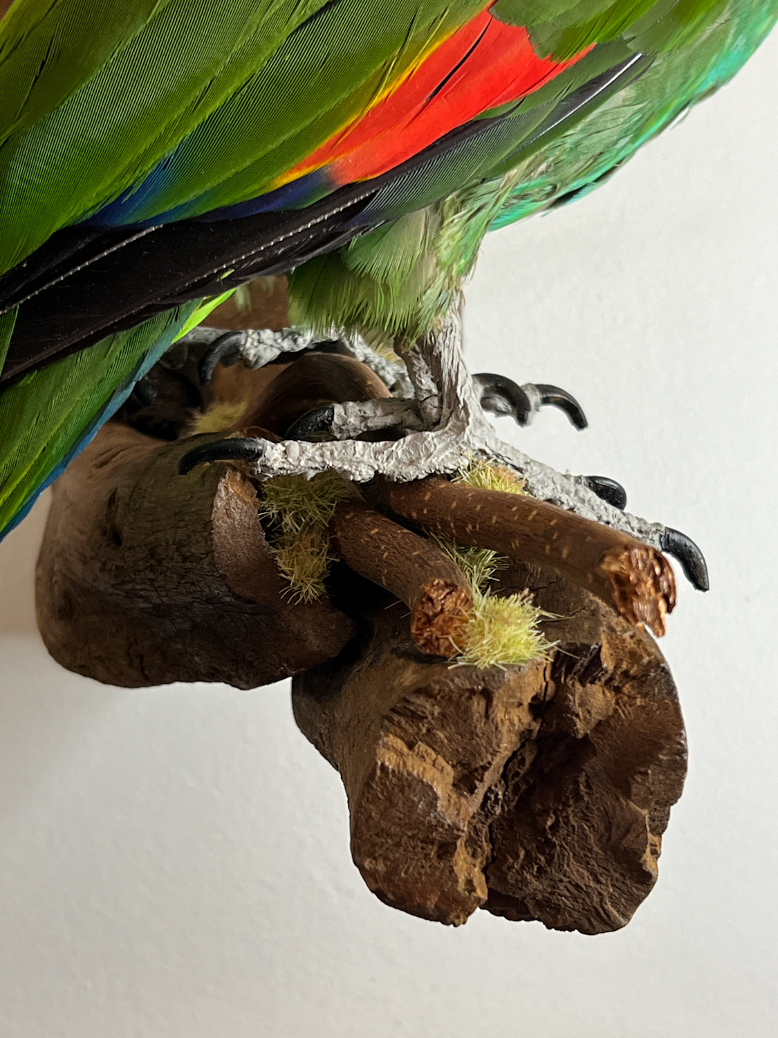Fabulous Restored Taxidermy Amazon Parrot
