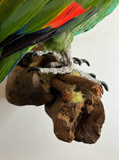 Fabulous Restored Taxidermy Amazon Parrot