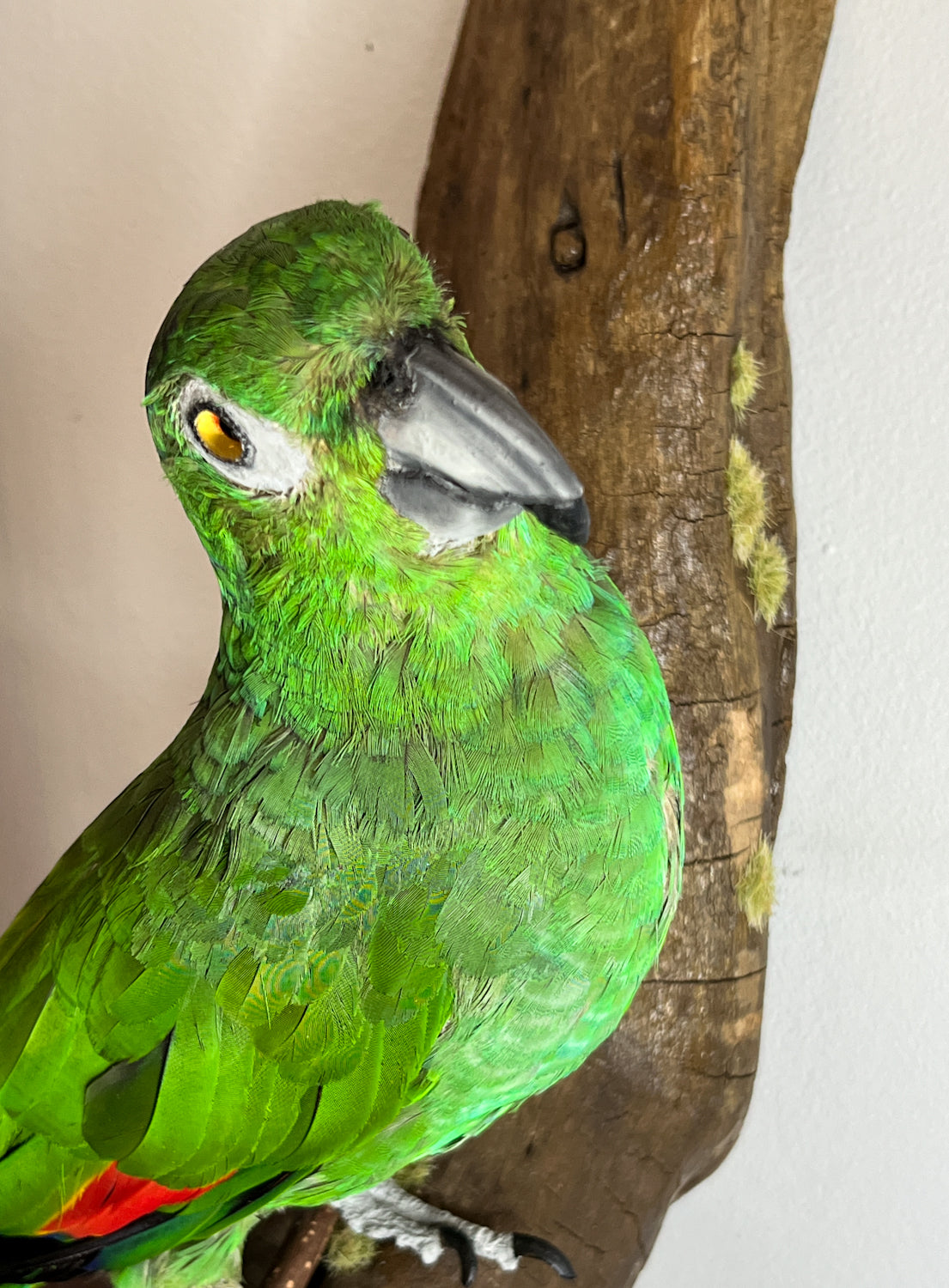 Fabulous Restored Taxidermy Amazon Parrot